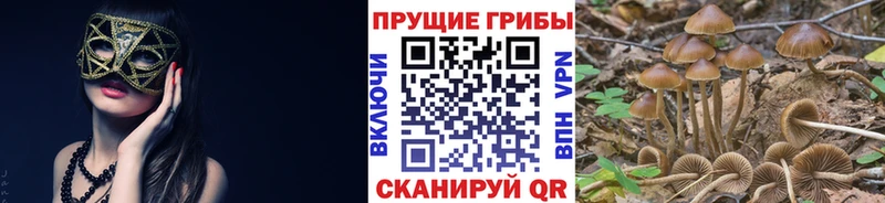 Галлюциногенные грибы Cubensis  закладки  Полевской 